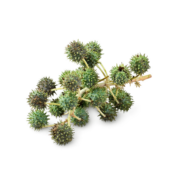Ricinus Communis Seed Oil (Organic Castor Oil)