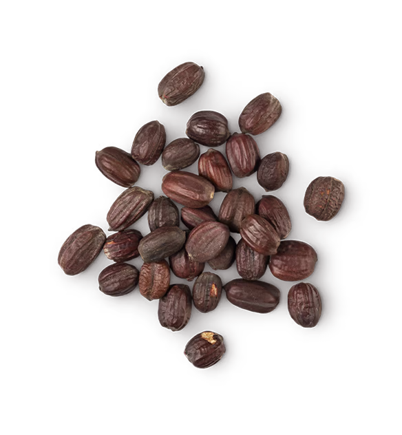 Simmondsia Chinensis Seed Oil (Organic Jojoba Oil)