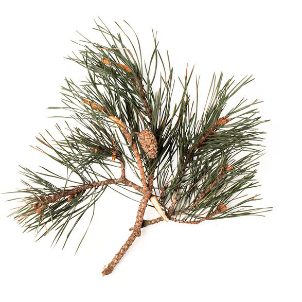 Pinus Sylvestris Oil (Pine Oil)