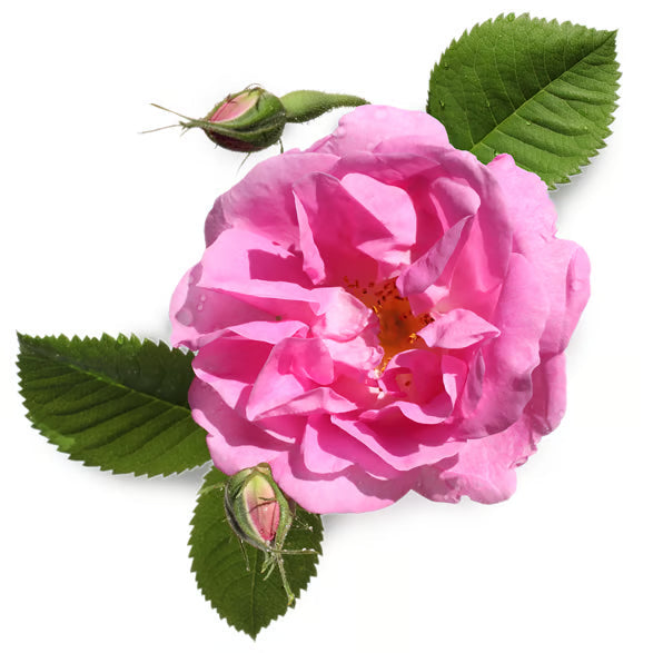 Rosa Damascena Flower Oil (Rose Oil)
