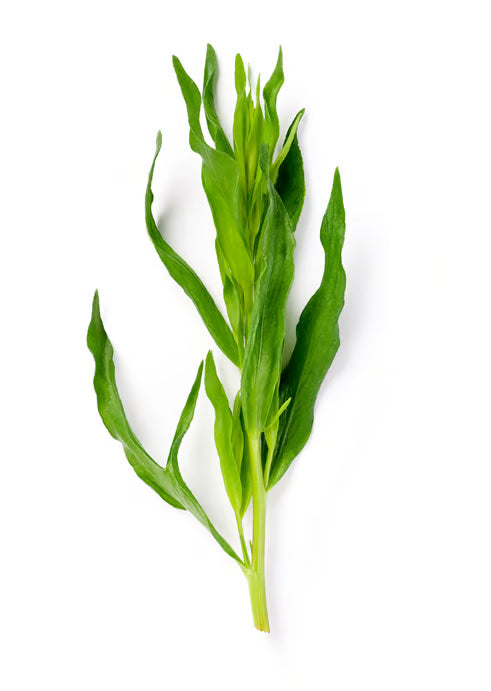 Artemisia Dracunculus Oil (Tarragon Oil)