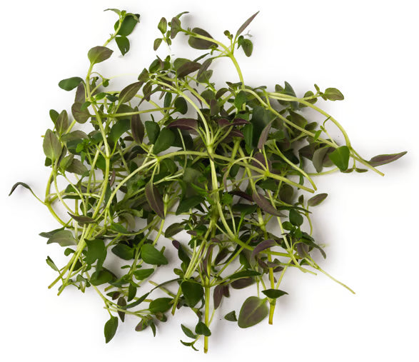 Thymus Vulgaris Leaf Extract (Thyme Extract)