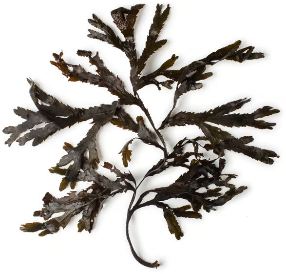 Toothed Wrack Seaweed Infusion
