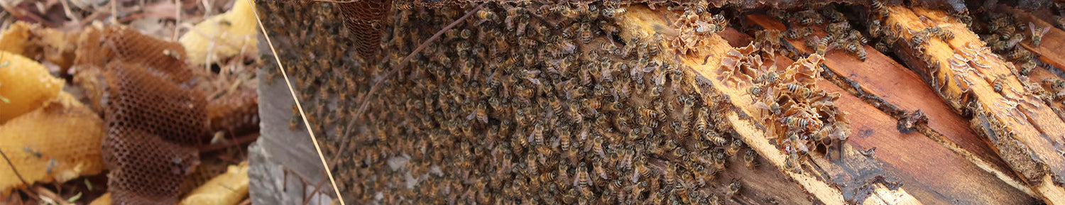 From poachers to protectors: the sweet story of Zambian honey