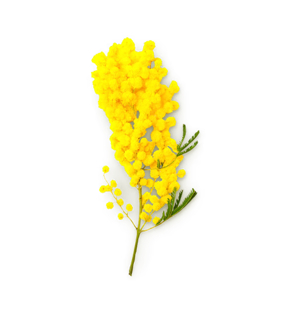Mimosa Absolute