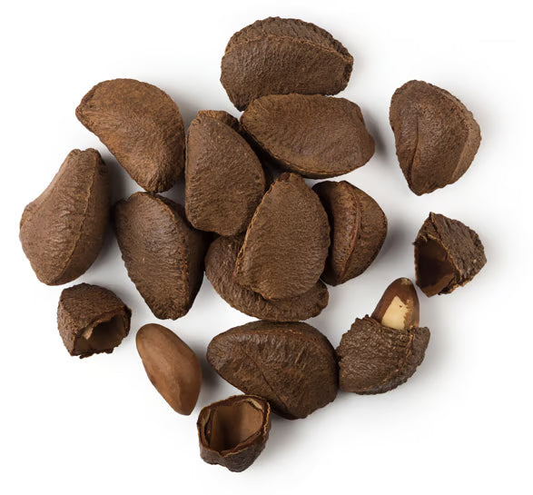 Bertholletia Excelsa Seed Oil (Organic Brazil Nut Oil)
