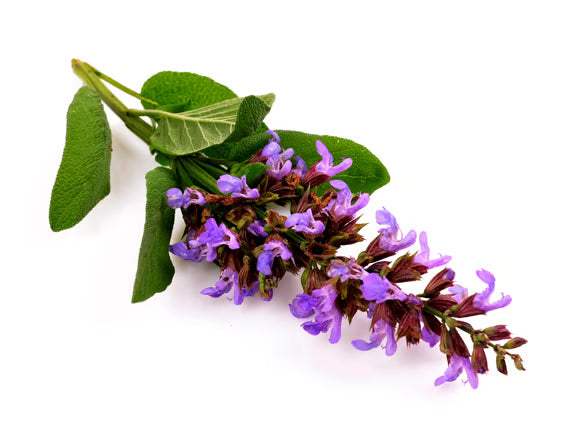 Salvia Sclarea Oil (Clary Sage Oil)