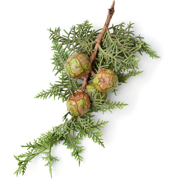 Cupressus Sempervirens Leaf Extract (Cypress Leaf Extract)