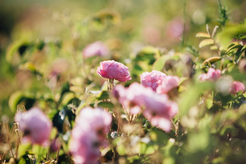 From Oasis to Beauty: Arabian Ingredients in Lush's Organic Skincare