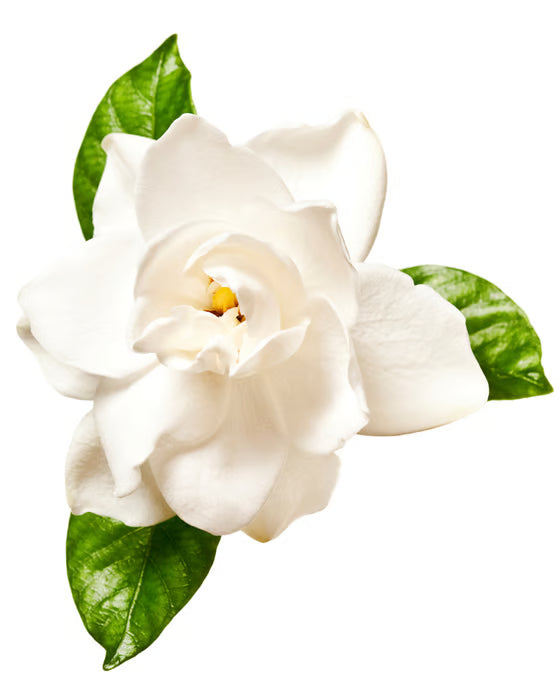Gardenia Jasminoides Fruit Extract (Gardenia Extract)