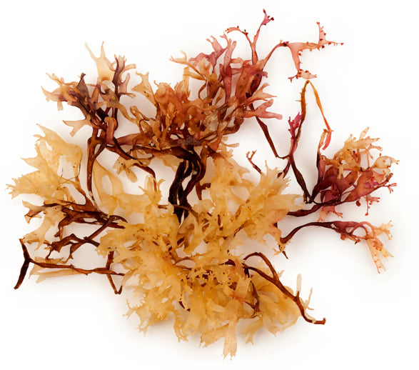 Organic Irish Moss Powder