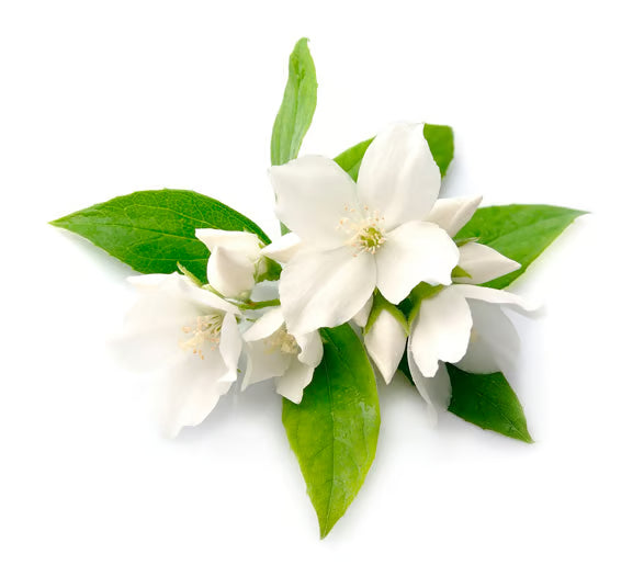 Jasminum Grandiflorum Flower Extract (Jasmine Extract)