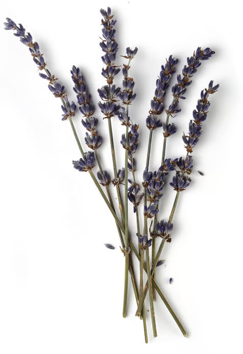 Lavandula Hybrida Oil (Lavandin Oil)