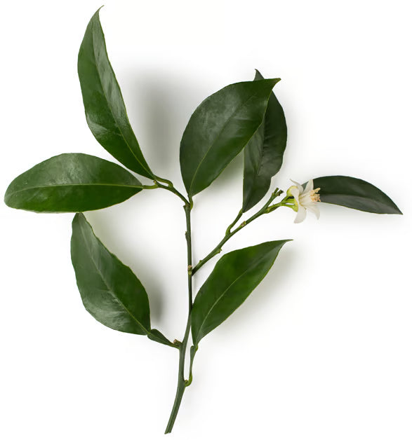 Citrus Aurantium Amara Flower Oil (Neroli Oil)
