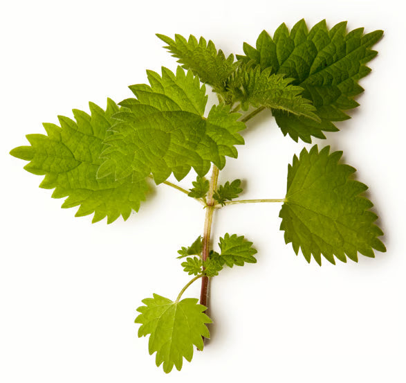 Nettle and Peppermint Infusion