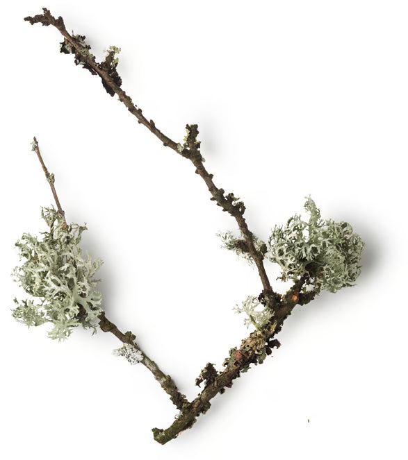 Evernia Prunastri Extract (Oakmoss Extract)