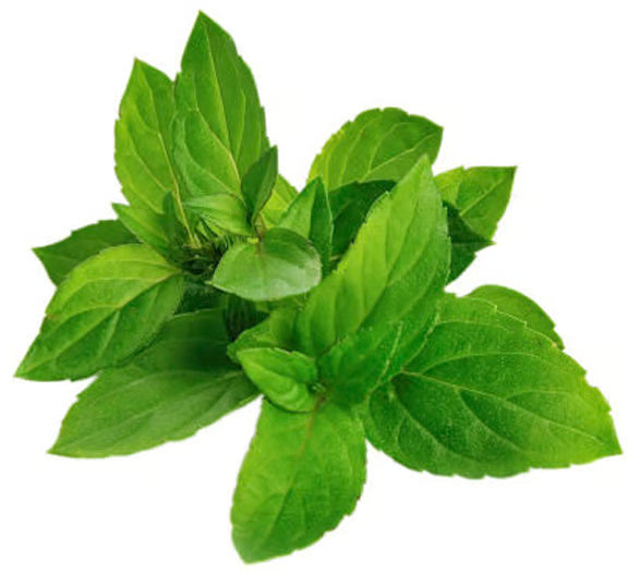 Mentha Piperita Oil (Peppermint Oil)