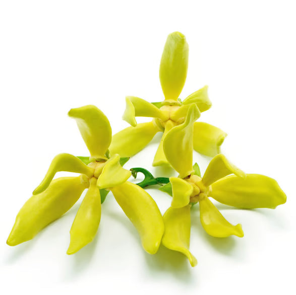 Cananga Odorata Flower Oil (Ylang Ylang Oil)